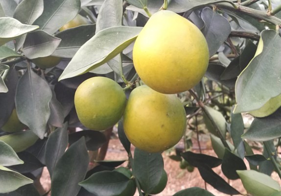 梧州脆蜜金柑种苗价格柳州鑫鑫苗圃