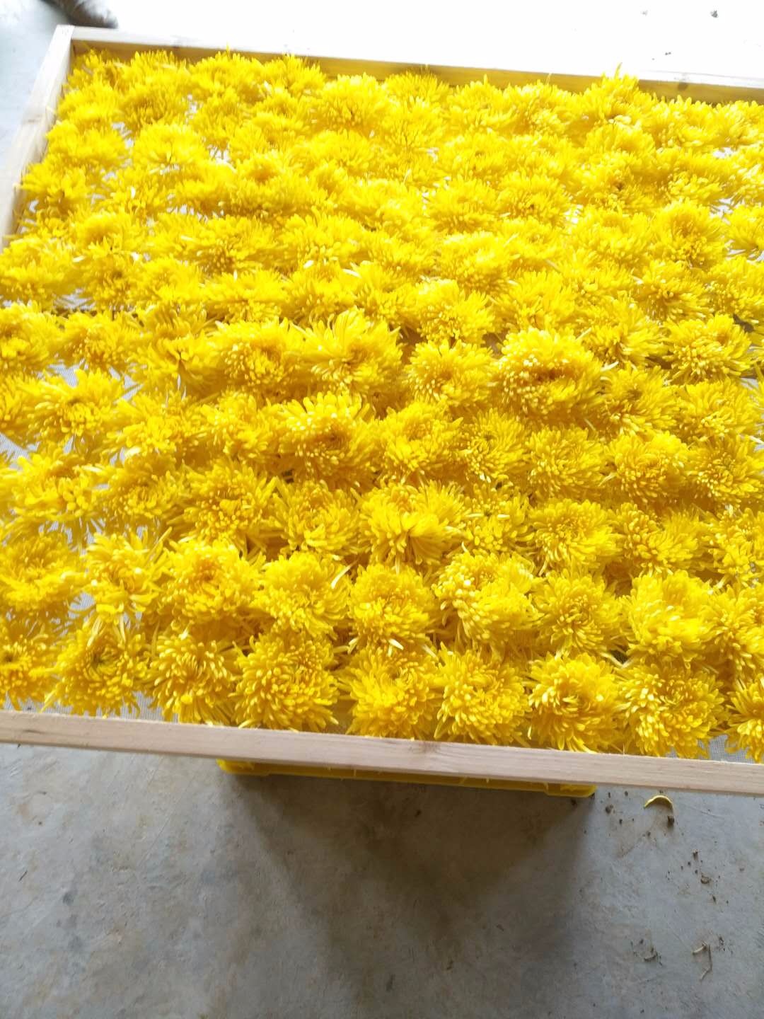 萧山金丝皇菊烘干设备售后完善