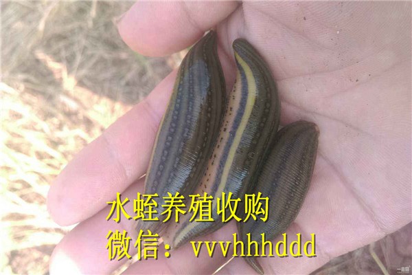 上海哪里回收蚂蟥_请问一下养殖蚂蟥有补贴吗【点击查看】