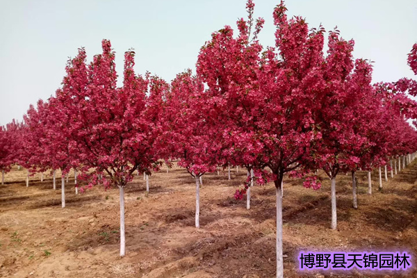 河北保定丛生北美海棠襄都天锦花木便宜卖八棱海棠