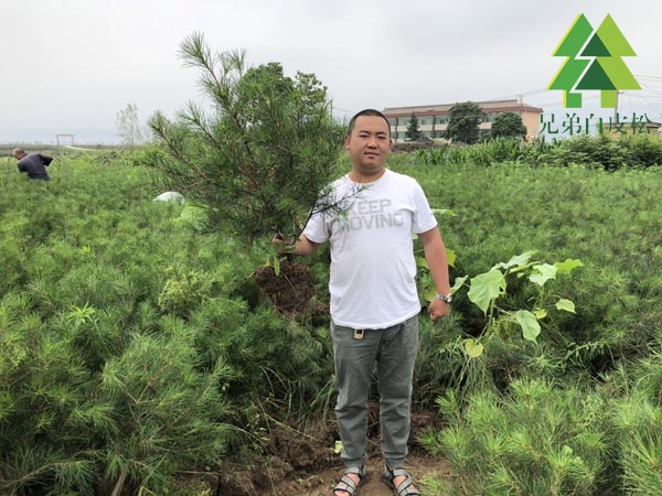 白皮松一年苗图片蓝田基地