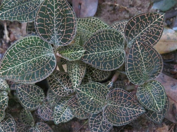 黄石种植技术种植技术