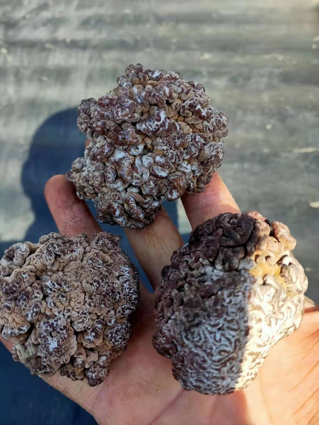 乐业核桃菌销售价格